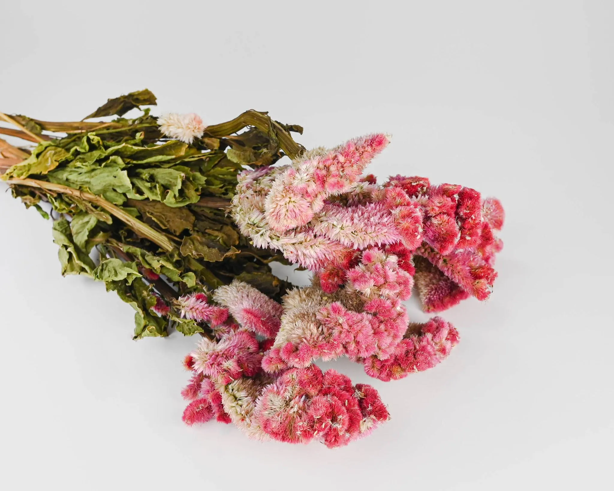 Dried Celosia Coxcomb Flowers - Cockscomb