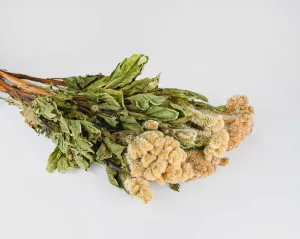 Dried Celosia Coxcomb Flowers - Cockscomb