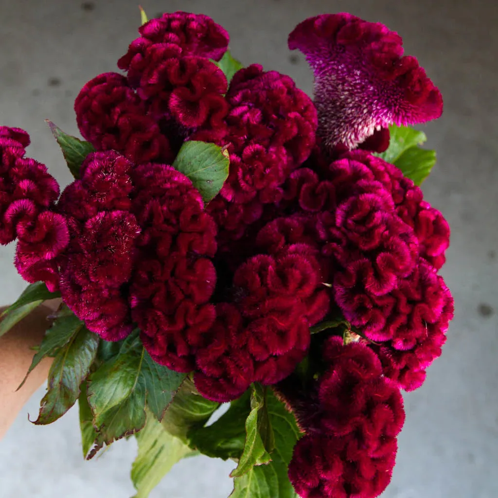 Dried Celosia Coxcomb Flowers - Cockscomb