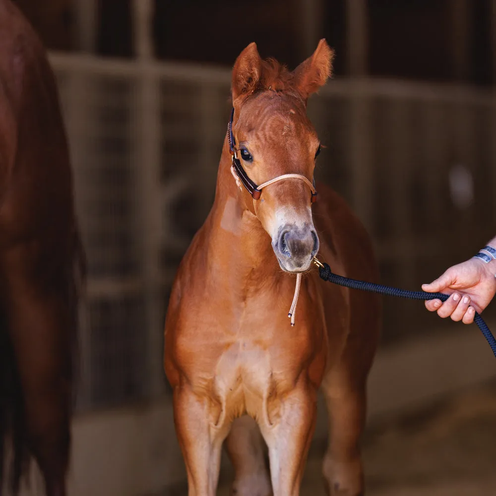 Foal HYBRID Halter