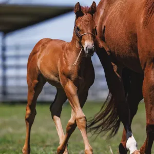 Foal HYBRID Halter