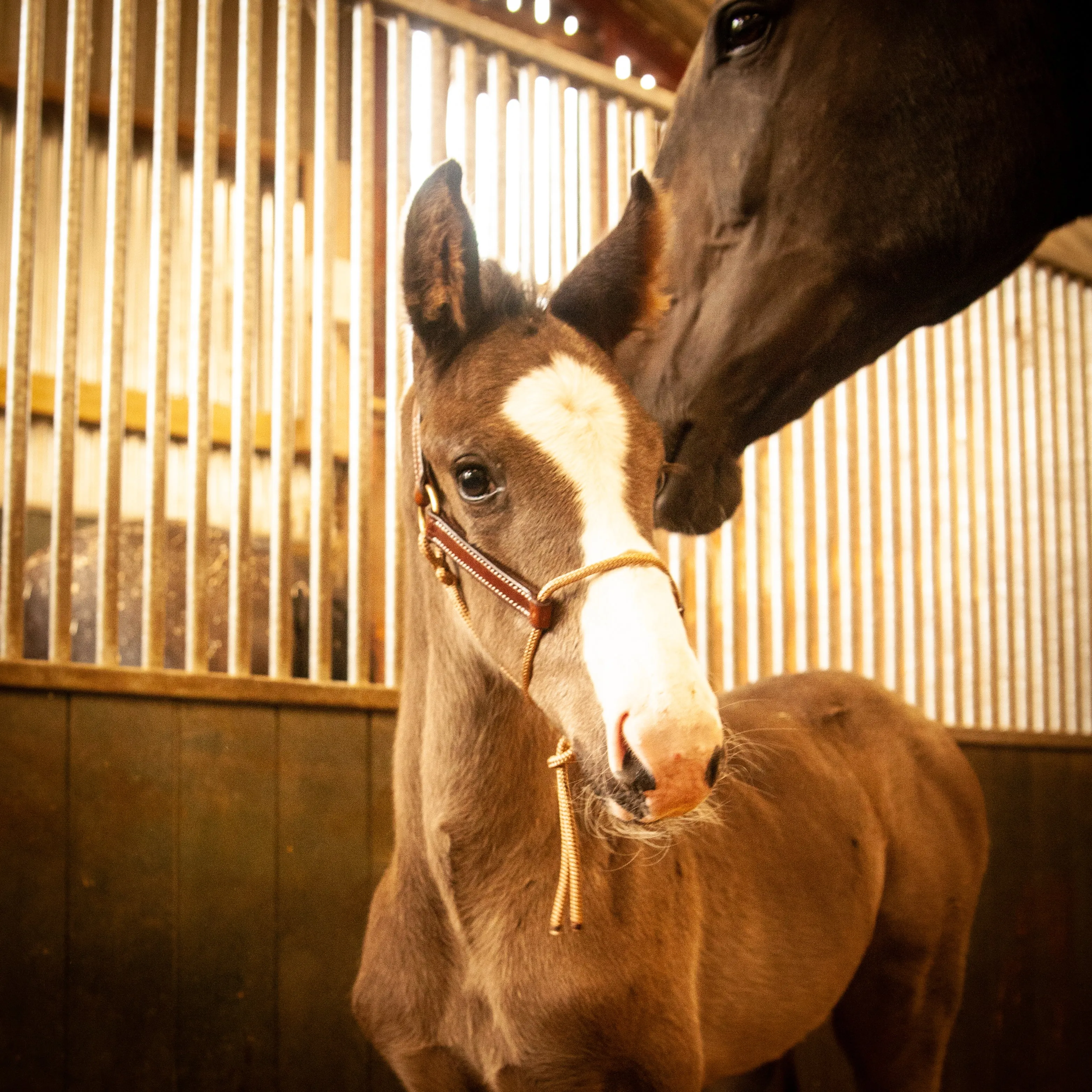 Foal HYBRID Halter